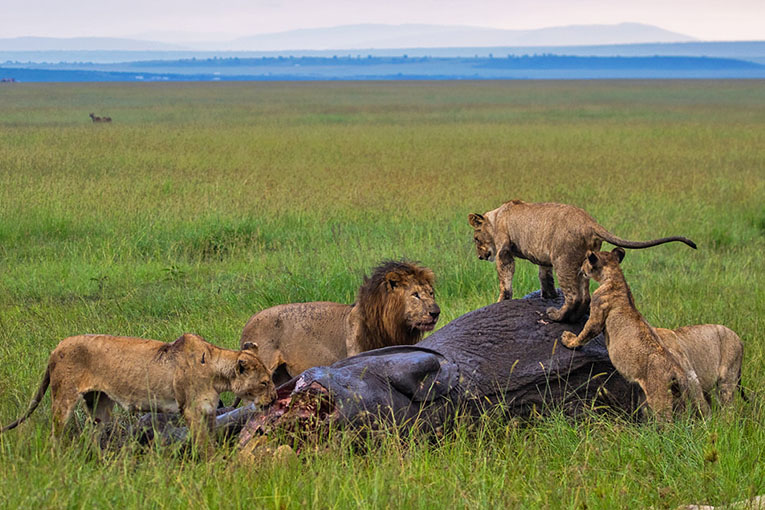 6 days 5 nights masai mara safari