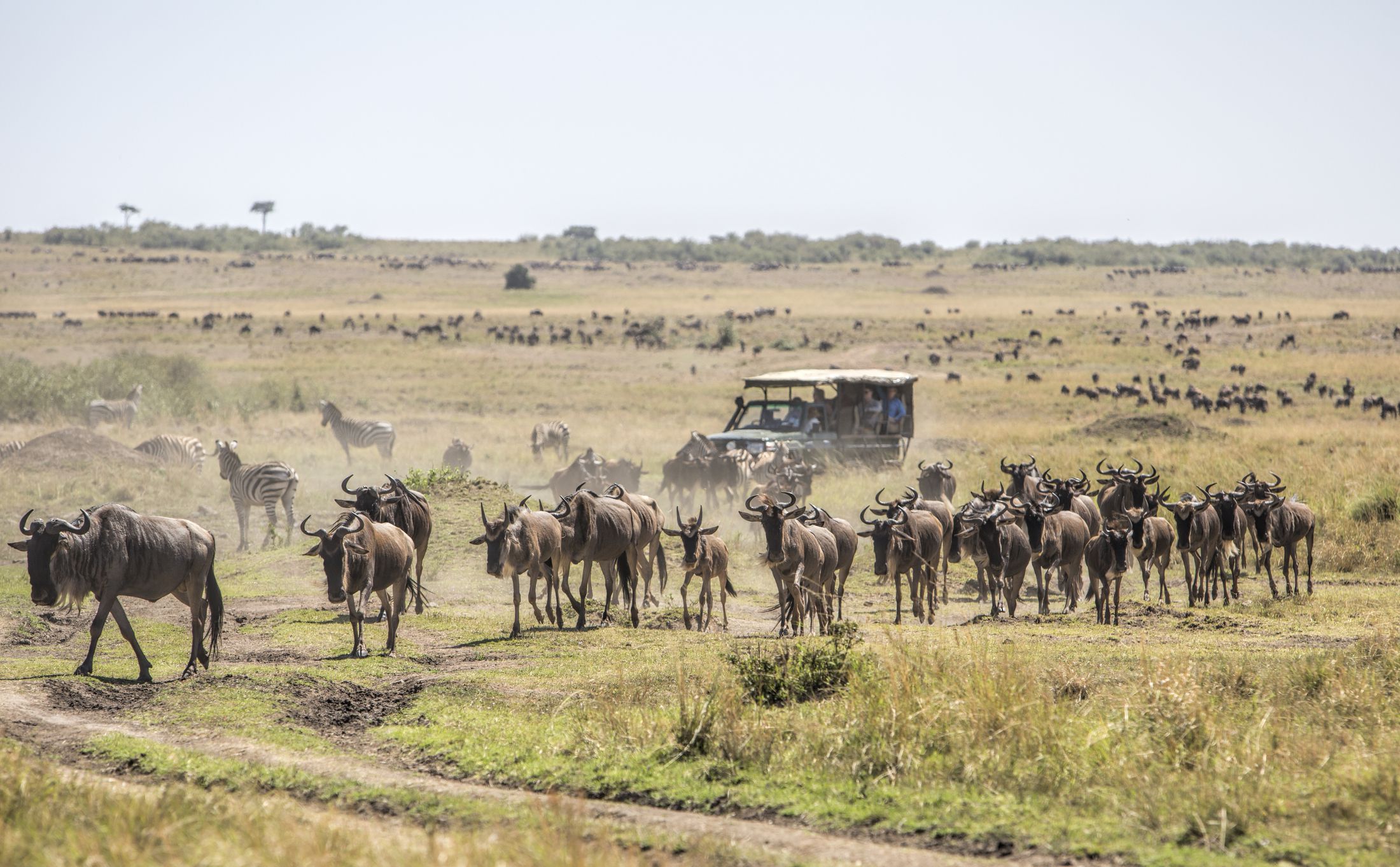 3 Days 2 nights Masai Mara Migration Safari